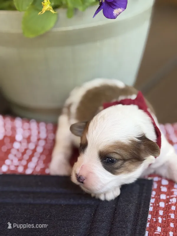 Burgundy Boy – Miniature Aussiedoodle puppy for sale in Rutherfordton, NC