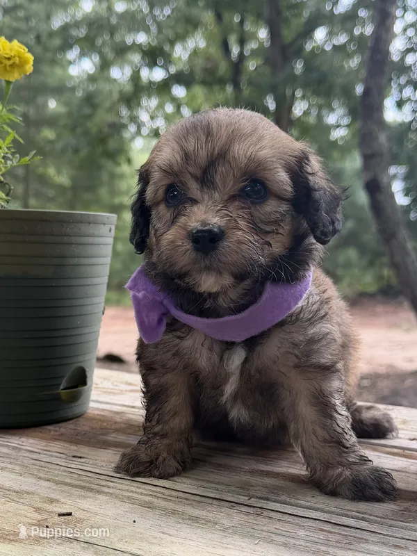 Purple Girl  – Miniature Aussiedoodle puppy for sale in Rutherfordton, NC