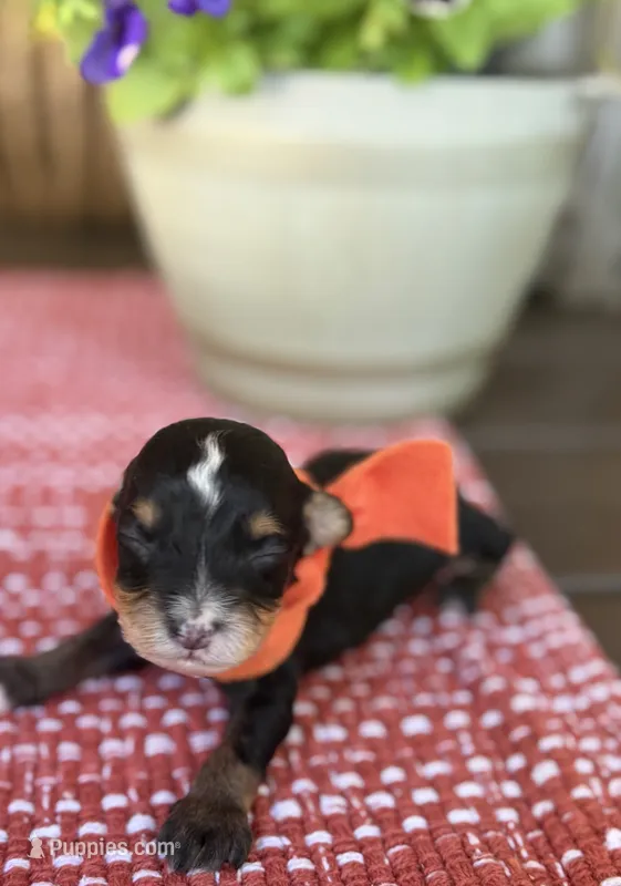Orange Boy – Miniature Aussiedoodle puppy for sale in Rutherfordton, NC