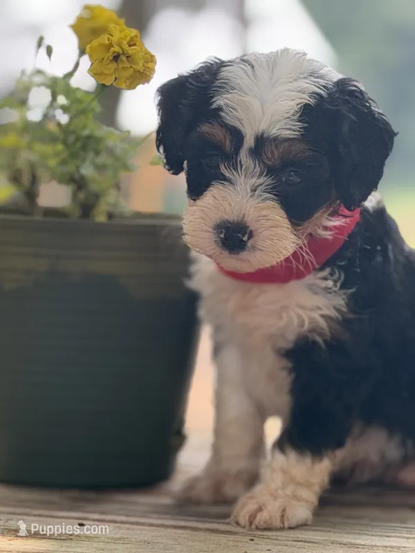 Red Boy – Miniature Aussiedoodle puppy for sale in Rutherfordton, NC