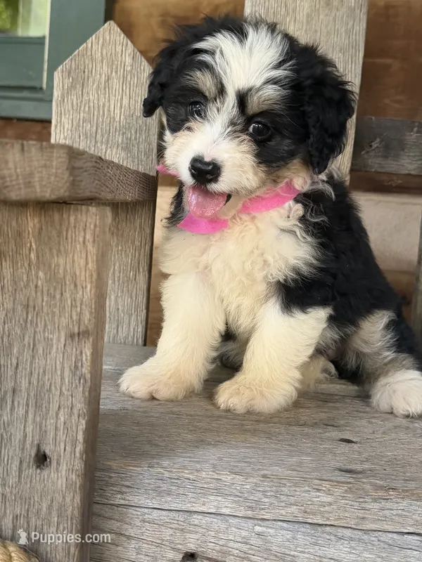 Pink Girl  – Miniature Aussiedoodle puppy on hold in Rutherfordton, NC
