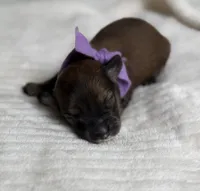 Purple Girl , a female Miniature Aussiedoodle for sale in Rutherfordton, NC – 1 of 1