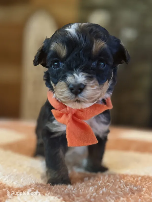 Orange Boy – Miniature Aussiedoodle puppy for sale in Rutherfordton, NC