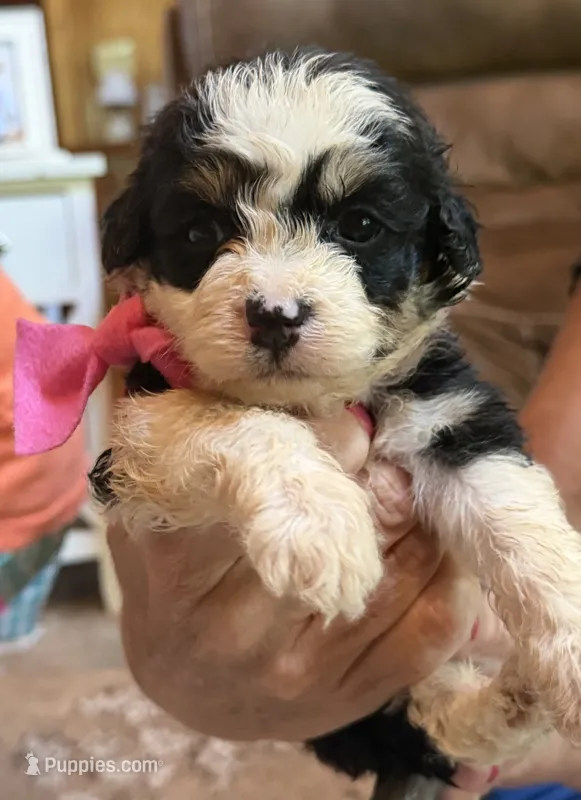 Pink Girl  – Miniature Aussiedoodle puppy for sale in Rutherfordton, NC