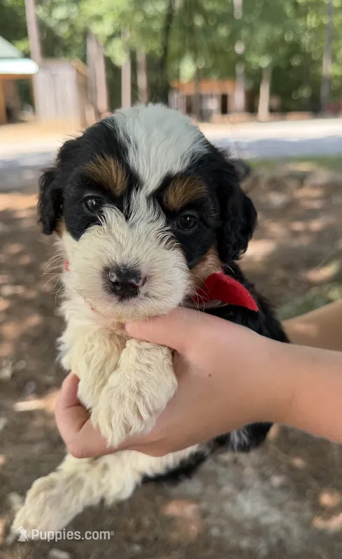 Red Boy – Miniature Aussiedoodle puppy for sale in Rutherfordton, NC