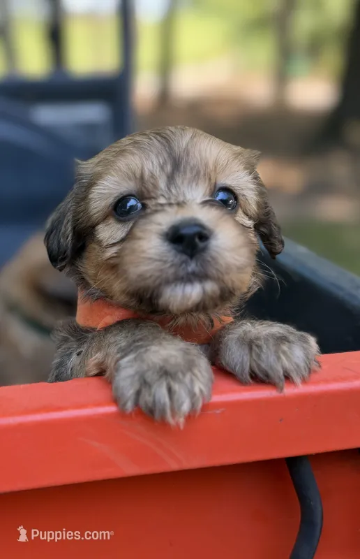 Orange Boy – Miniature Aussiedoodle puppy for sale in Rutherfordton, NC