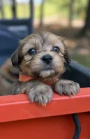 Orange Boy, a male Miniature Aussiedoodle for sale in Rutherfordton, NC – 3 of 8