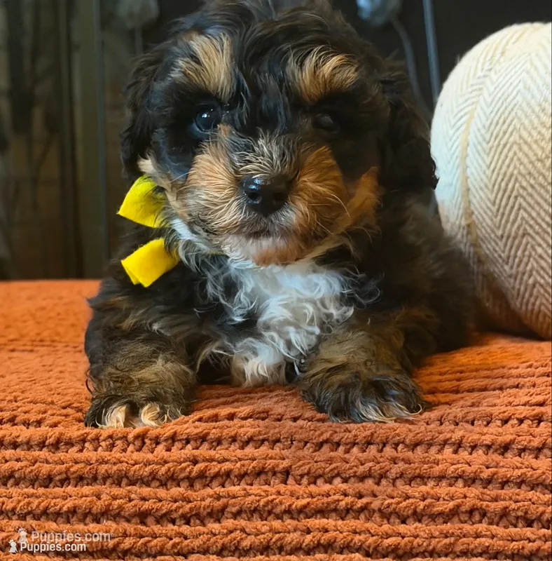 Yellow Boy – Miniature Aussiedoodle puppy for sale in Rutherfordton, NC