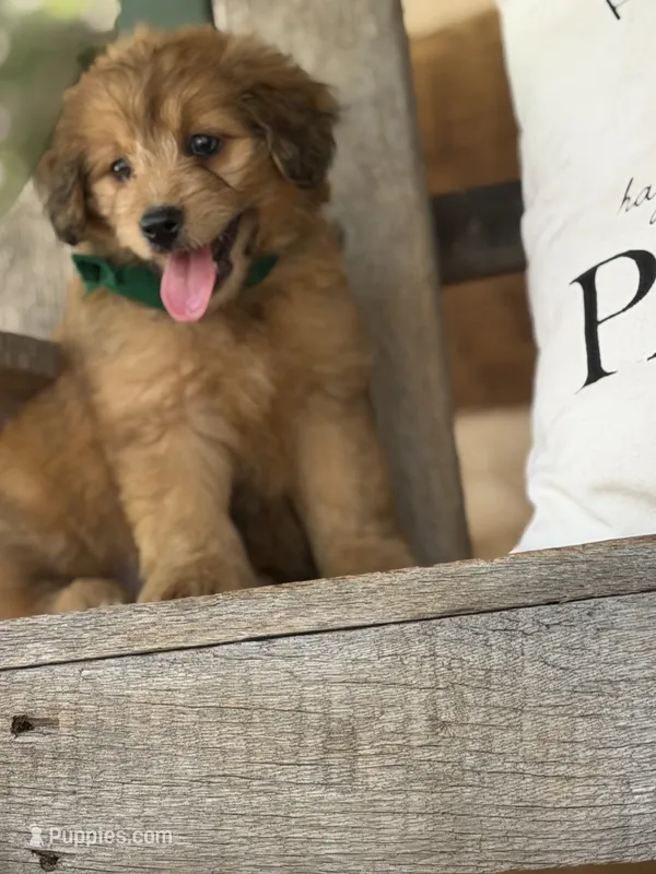 Green Boy – Miniature Aussiedoodle puppy for sale in Rutherfordton, NC