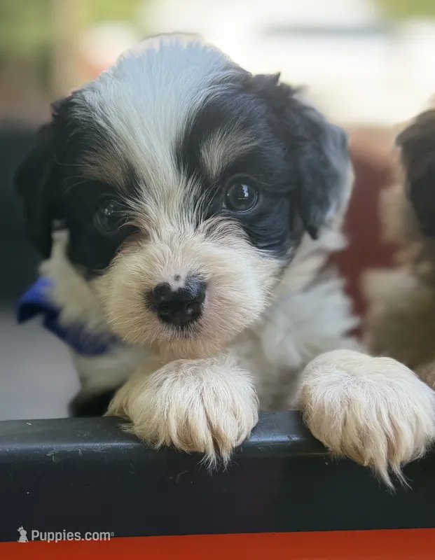 Blue Boy – Miniature Aussiedoodle puppy for sale in Rutherfordton, NC