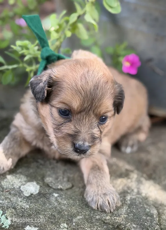 Green Boy – Miniature Aussiedoodle puppy for sale in Rutherfordton, NC