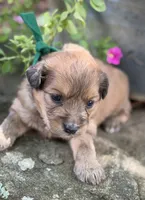 Green Boy, a male Miniature Aussiedoodle for sale in Rutherfordton, NC – 6 of 8