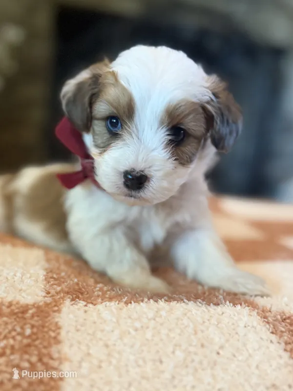 Burgundy Boy – Miniature Aussiedoodle puppy for sale in Rutherfordton, NC