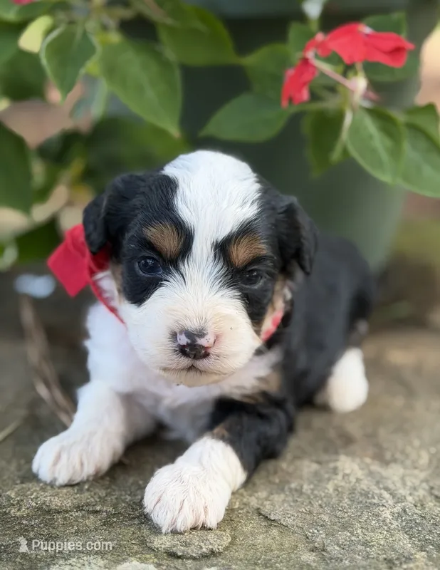 Red Boy – Miniature Aussiedoodle puppy for sale in Rutherfordton, NC