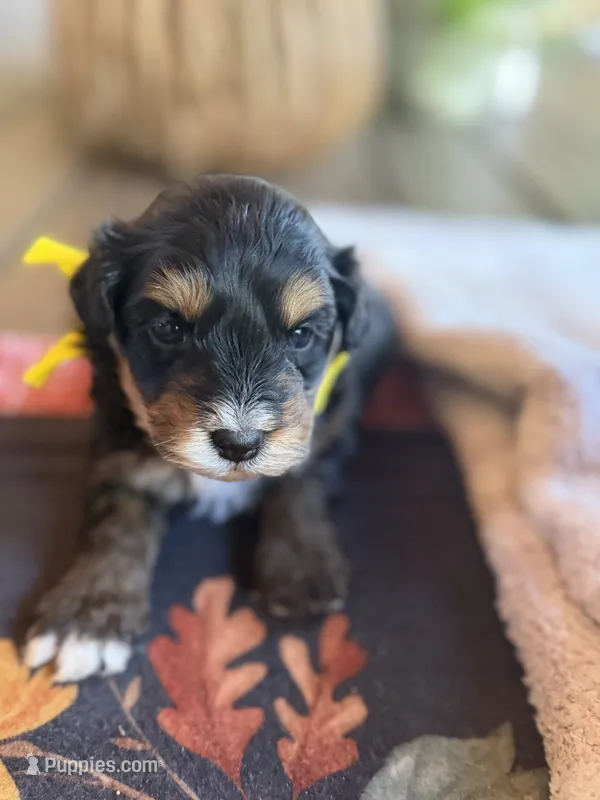 Yellow Boy – Miniature Aussiedoodle puppy for sale in Rutherfordton, NC