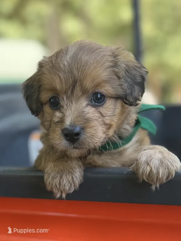 Green Boy – Miniature Aussiedoodle puppy for sale in Rutherfordton, NC