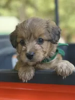 Green Boy, a male Miniature Aussiedoodle for sale in Rutherfordton, NC – 3 of 8