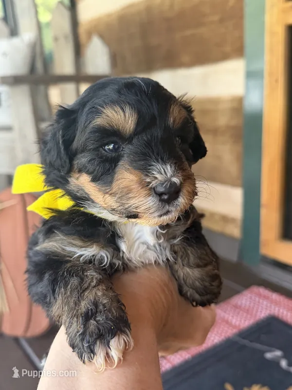 Yellow Boy – Miniature Aussiedoodle puppy for sale in Rutherfordton, NC