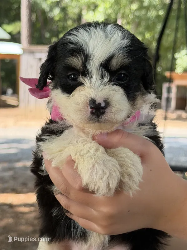 Pink Girl  – Miniature Aussiedoodle puppy for sale in Rutherfordton, NC
