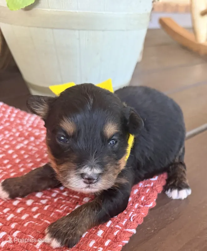 Yellow Boy – Miniature Aussiedoodle puppy for sale in Rutherfordton, NC