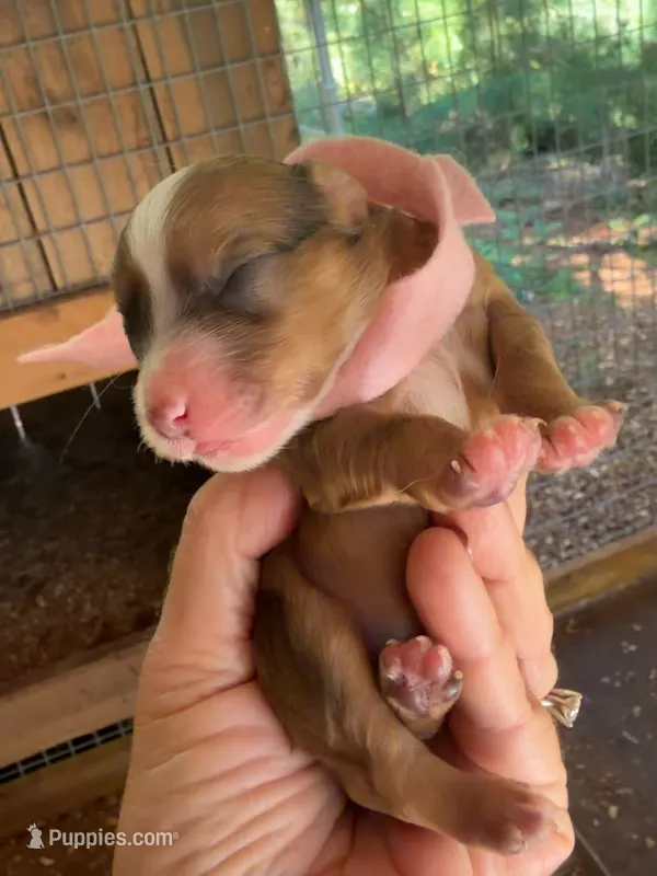 Pink Girl – Miniature Aussiedoodle puppy for sale in Rutherfordton, NC