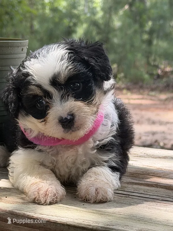 Pink Girl  – Miniature Aussiedoodle puppy for sale in Rutherfordton, NC