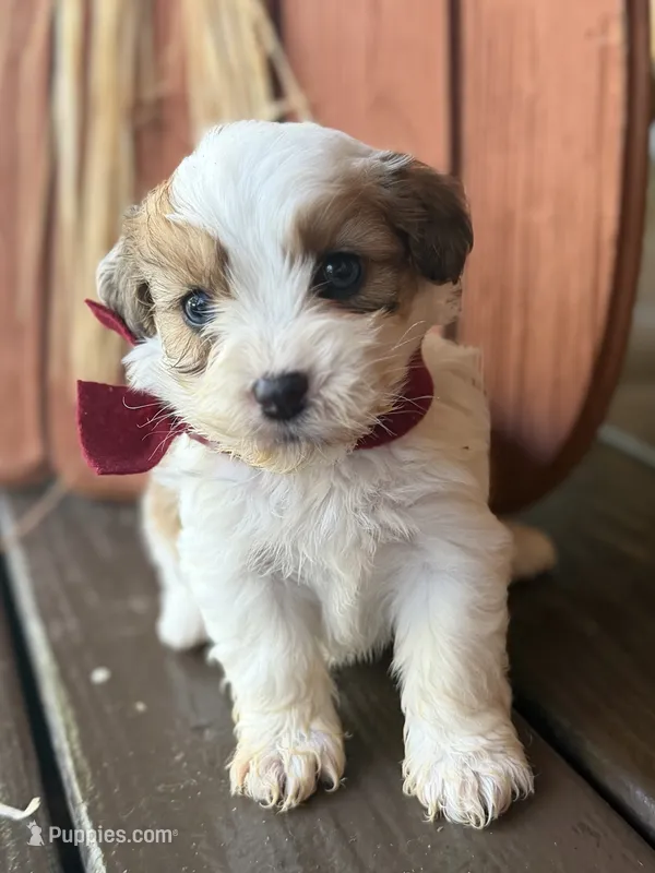 Burgundy Boy – Miniature Aussiedoodle puppy for sale in Rutherfordton, NC