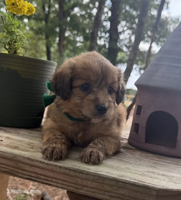 Green Boy – Miniature Aussiedoodle puppy for sale in Rutherfordton, NC