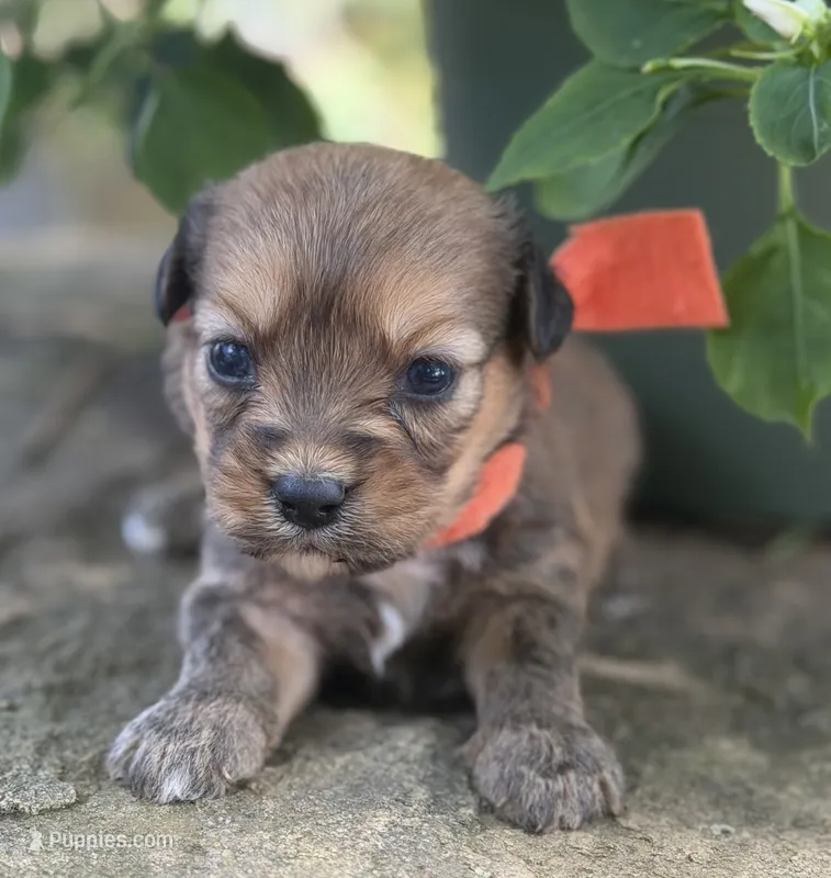 Orange Boy – Miniature Aussiedoodle puppy for sale in Rutherfordton, NC