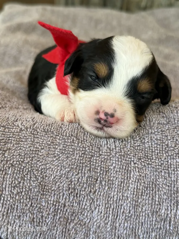 Red Boy – Miniature Aussiedoodle puppy for sale in Rutherfordton, NC