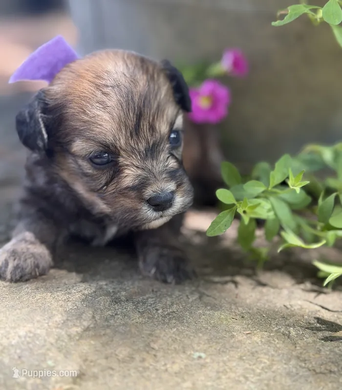 Purple Girl  – Miniature Aussiedoodle puppy for sale in Rutherfordton, NC