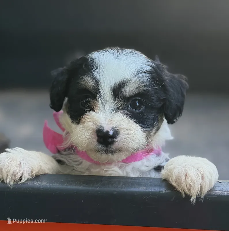 Pink Girl  – Miniature Aussiedoodle puppy for sale in Rutherfordton, NC