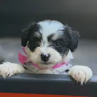 Pink Girl , a female Miniature Aussiedoodle for sale in Rutherfordton, NC – 3 of 8