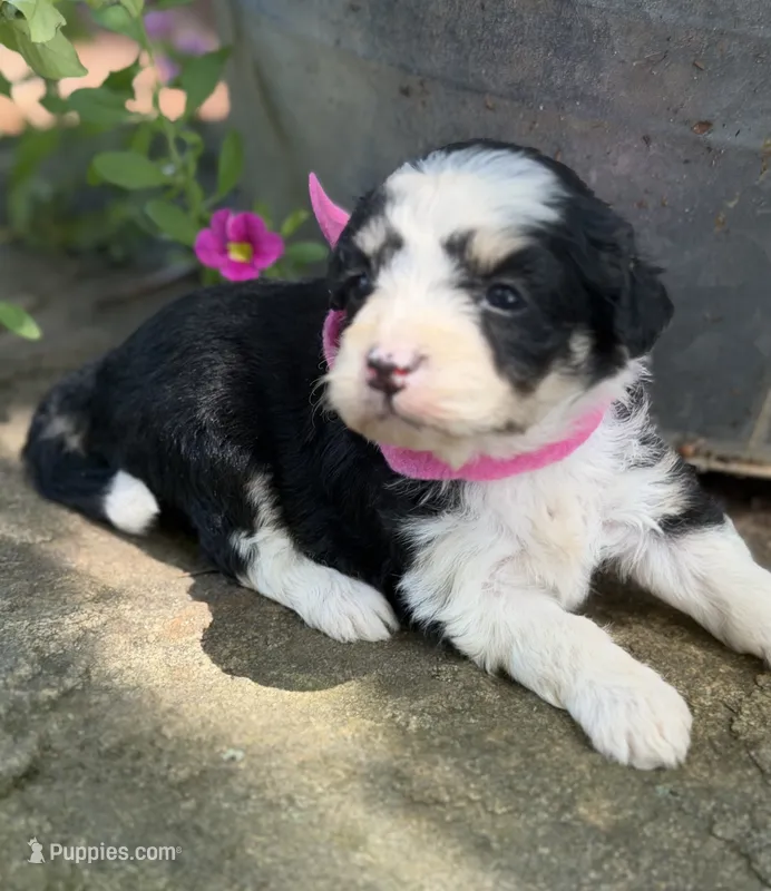 Pink Girl  – Miniature Aussiedoodle puppy for sale in Rutherfordton, NC
