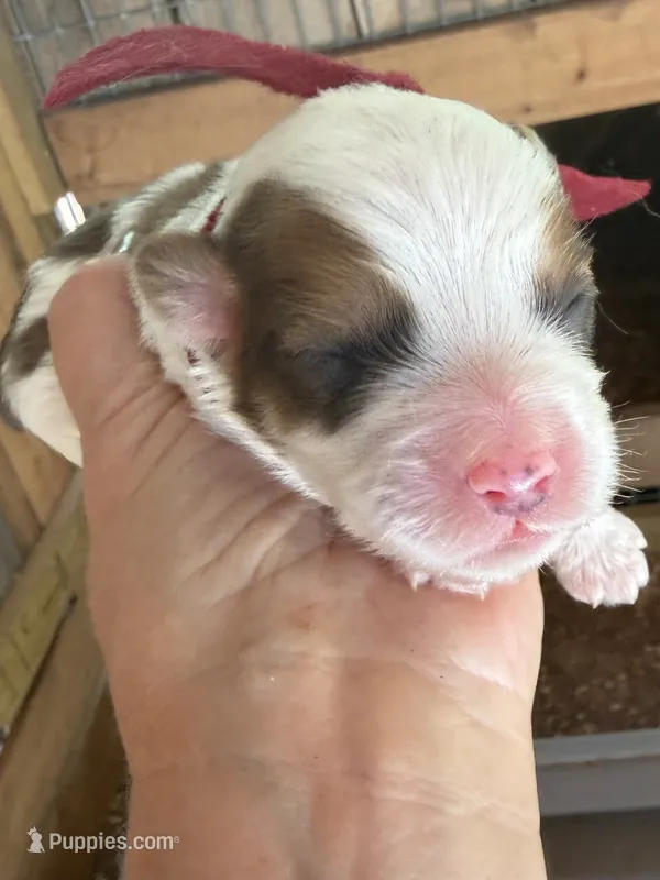 Burgundy Boy – Miniature Aussiedoodle puppy for sale in Rutherfordton, NC