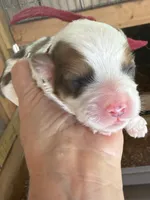 Burgundy Boy, a male Miniature Aussiedoodle for sale in Rutherfordton, NC – 1 of 1