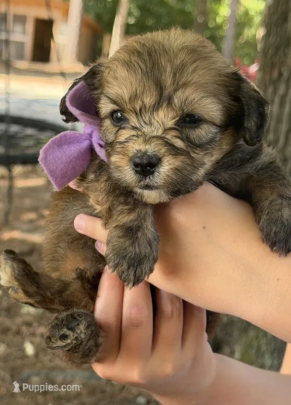 Purple Girl  – Miniature Aussiedoodle puppy for sale in Rutherfordton, NC