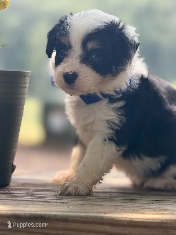 Blue Boy – Miniature Aussiedoodle puppy for sale in Rutherfordton, NC