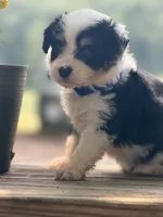 Blue Boy, a male Miniature Aussiedoodle for sale in Rutherfordton, NC – 2 of 8