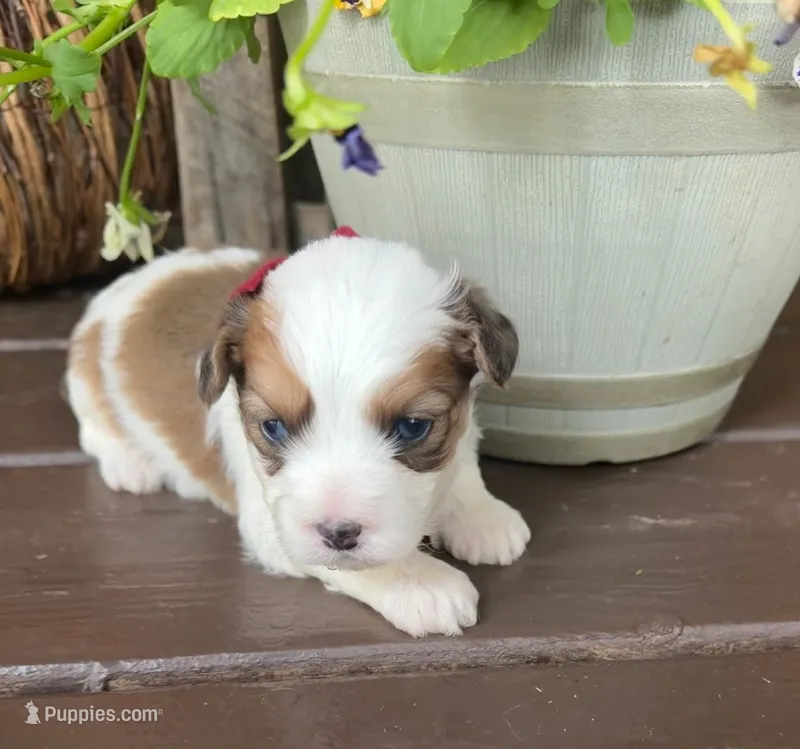 Burgundy Boy – Miniature Aussiedoodle puppy for sale in Rutherfordton, NC
