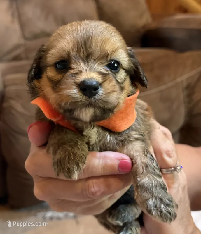 Orange Boy – Miniature Aussiedoodle puppy for sale in Rutherfordton, NC