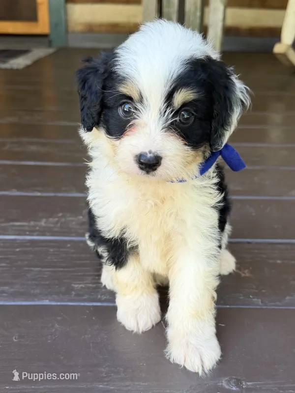 Blue Boy – Miniature Aussiedoodle puppy for sale in Rutherfordton, NC