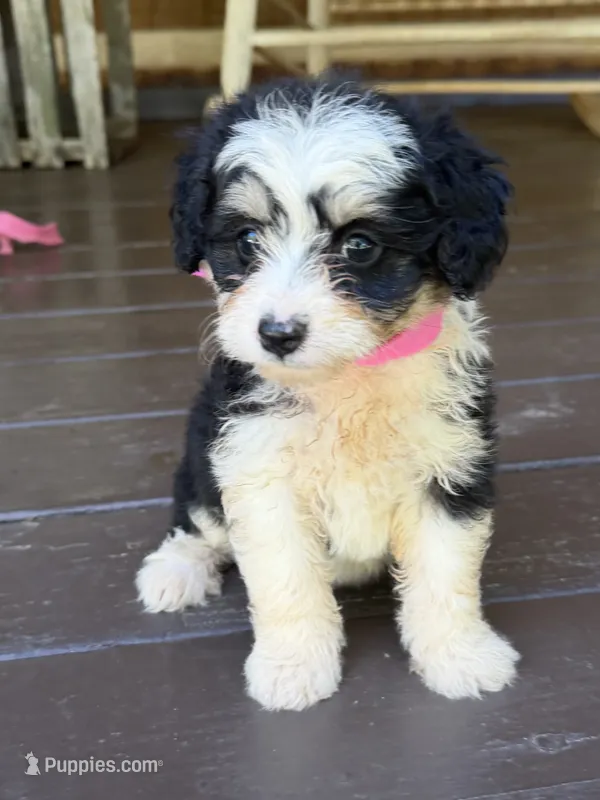 Pink Girl  – Miniature Aussiedoodle puppy for sale in Rutherfordton, NC