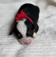 Red Boy, a male Miniature Aussiedoodle for sale in Rutherfordton, NC – 1 of 1