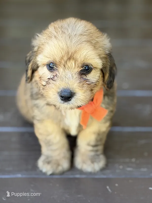 Orange Boy – Miniature Aussiedoodle puppy for sale in Rutherfordton, NC