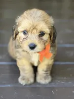 Orange Boy, a male Miniature Aussiedoodle for sale in Rutherfordton, NC – 1 of 8
