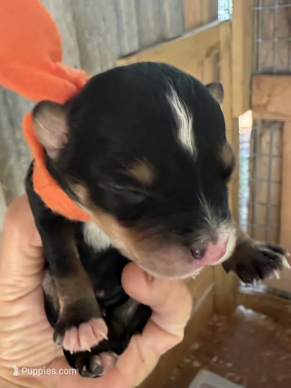 Orange Boy – Miniature Aussiedoodle puppy for sale in Rutherfordton, NC