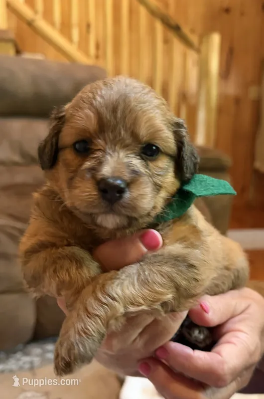 Green Boy – Miniature Aussiedoodle puppy for sale in Rutherfordton, NC