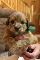 Green Boy, a male Miniature Aussiedoodle for sale in Rutherfordton, NC – 5 of 8