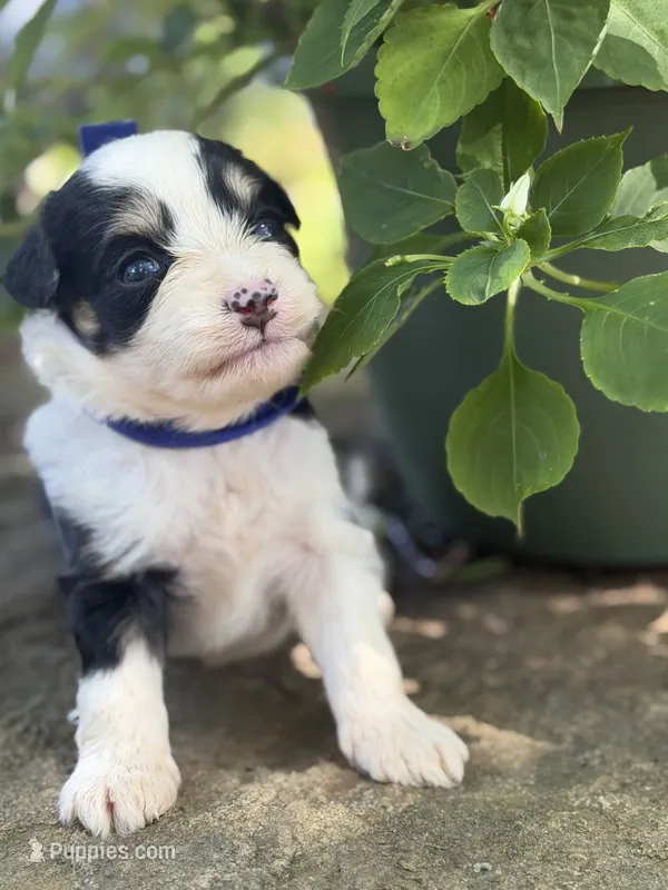 Blue Boy – Miniature Aussiedoodle puppy for sale in Rutherfordton, NC